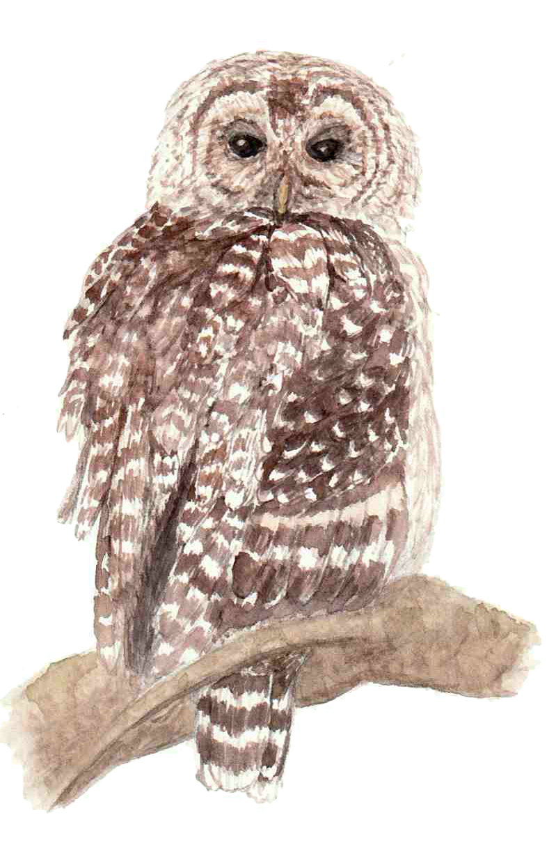 Owls – Fern & Frog